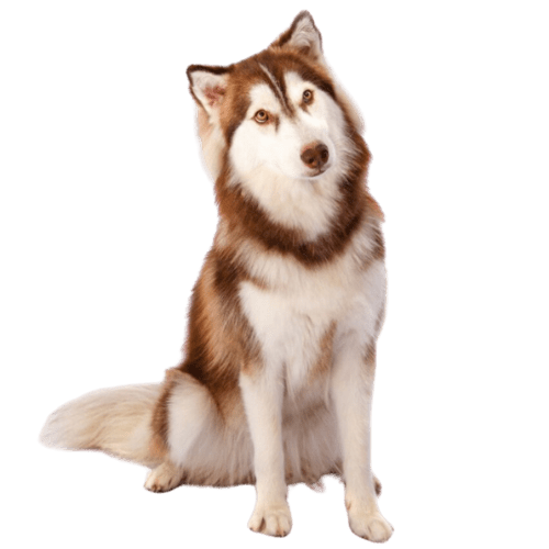 Favorite Dog