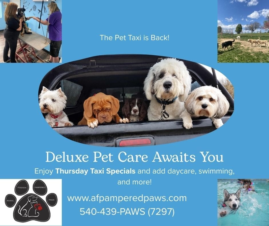 Pet Taxi 1 Pet Taxi 1