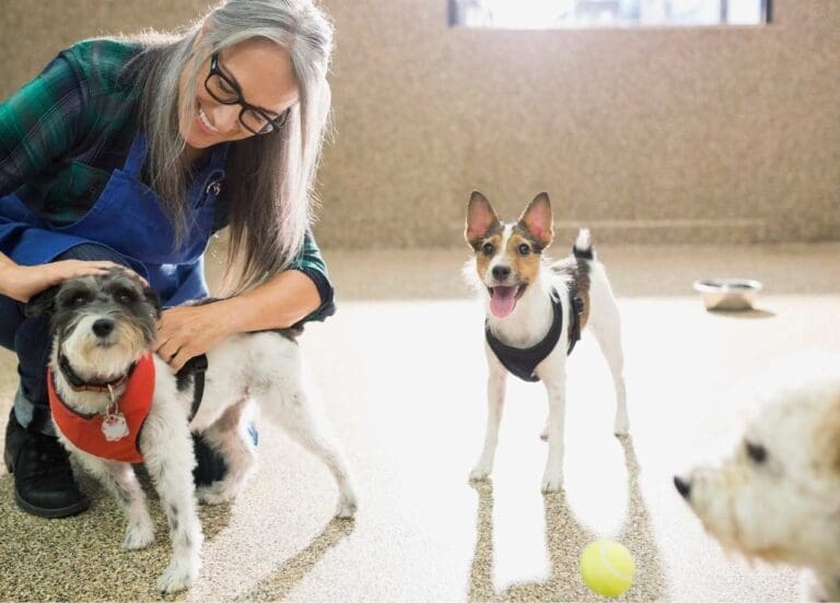 Benefits of Dog Daycare