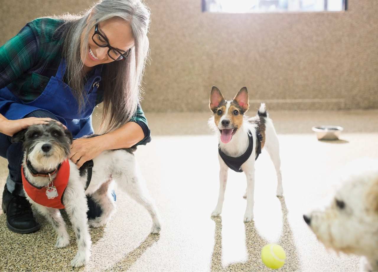 Benefits of Dog Daycare