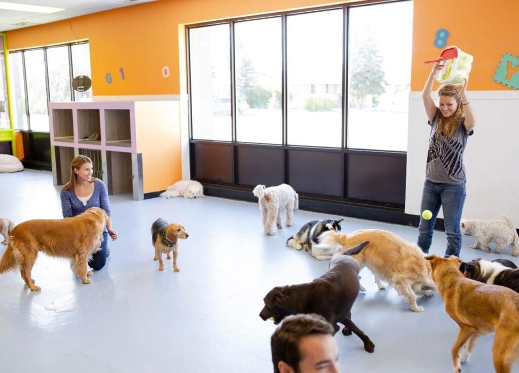 Benefits of Dog Daycare for Anxious Dogs 2 Benefits of Dog Daycare