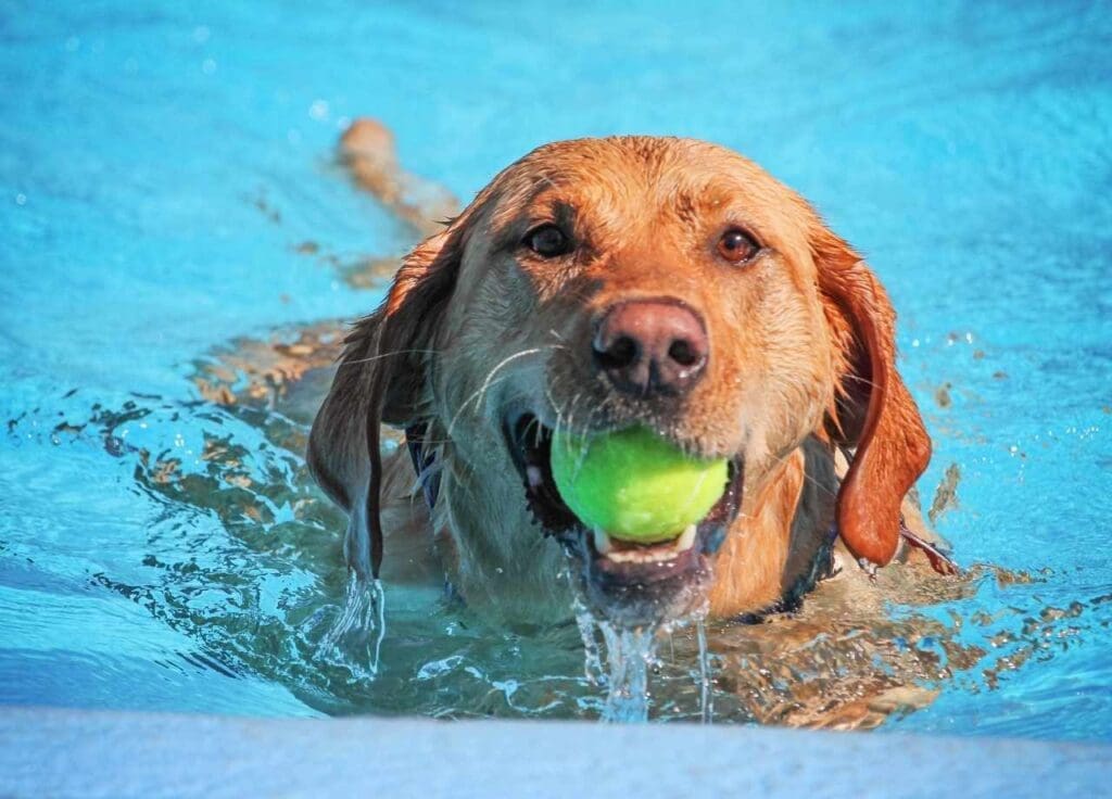dog swimming