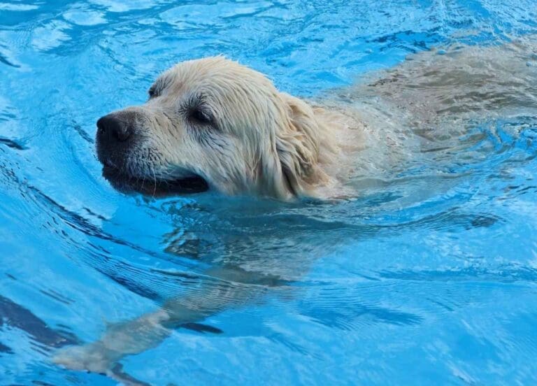 dog swimming