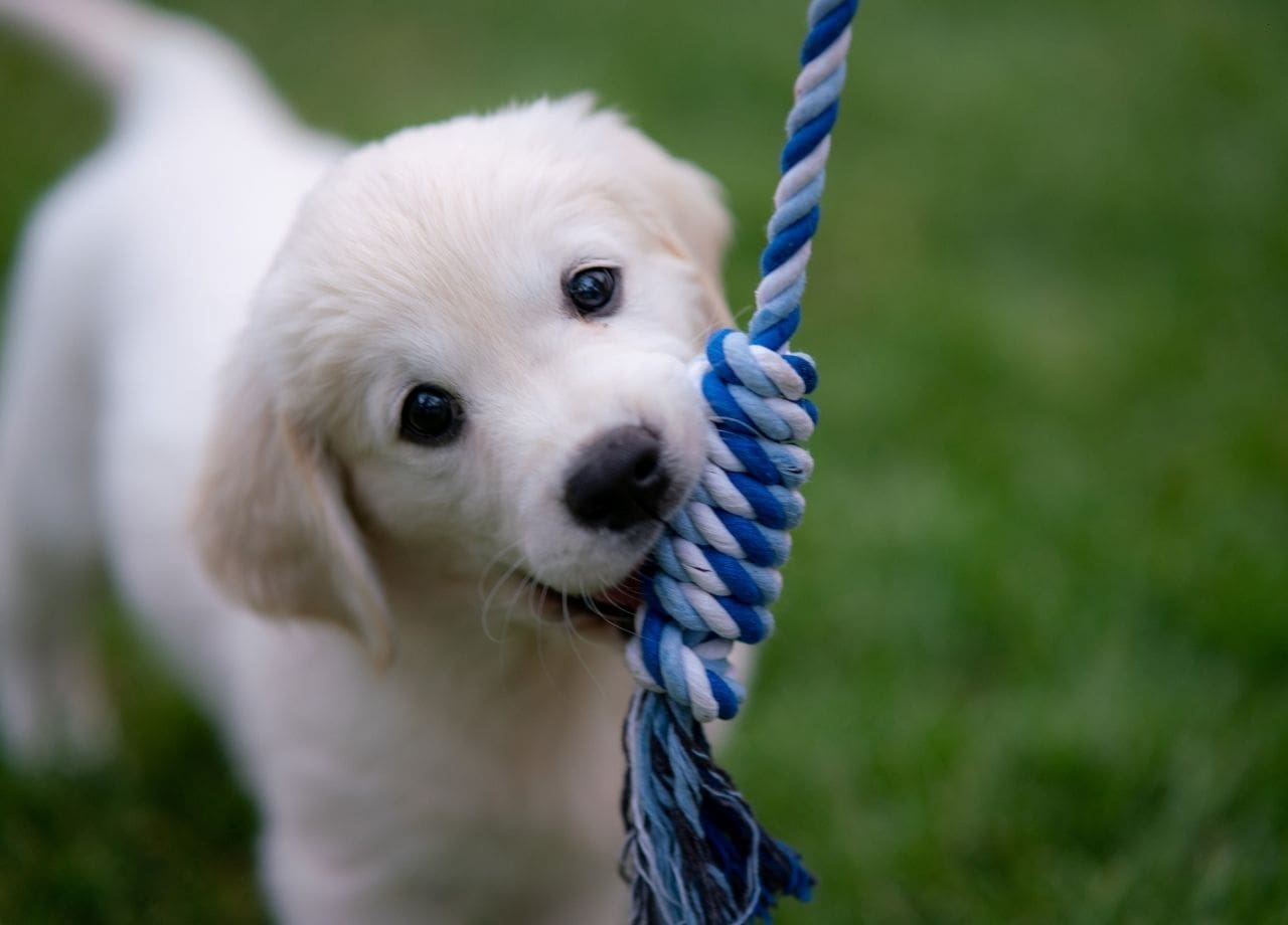 What to Pack for Your Dog's Boarding Stay