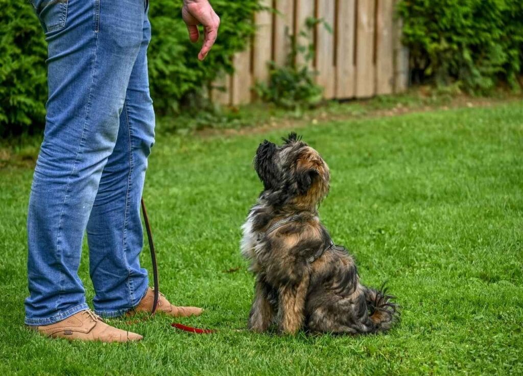 Common Mistakes to Avoid When Training Your Puppy 2 puppy training