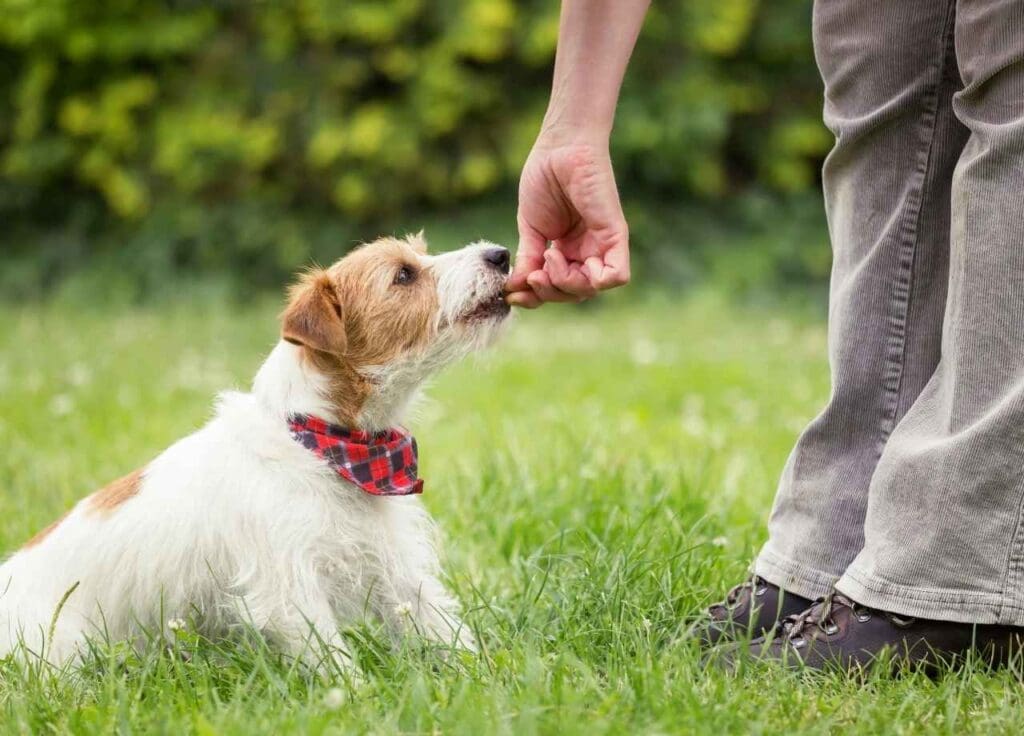 Socializing Your Dog: A Guide to Positive Interactions 2 dog training