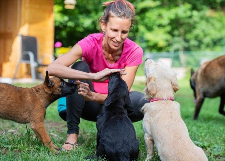 dog socializing