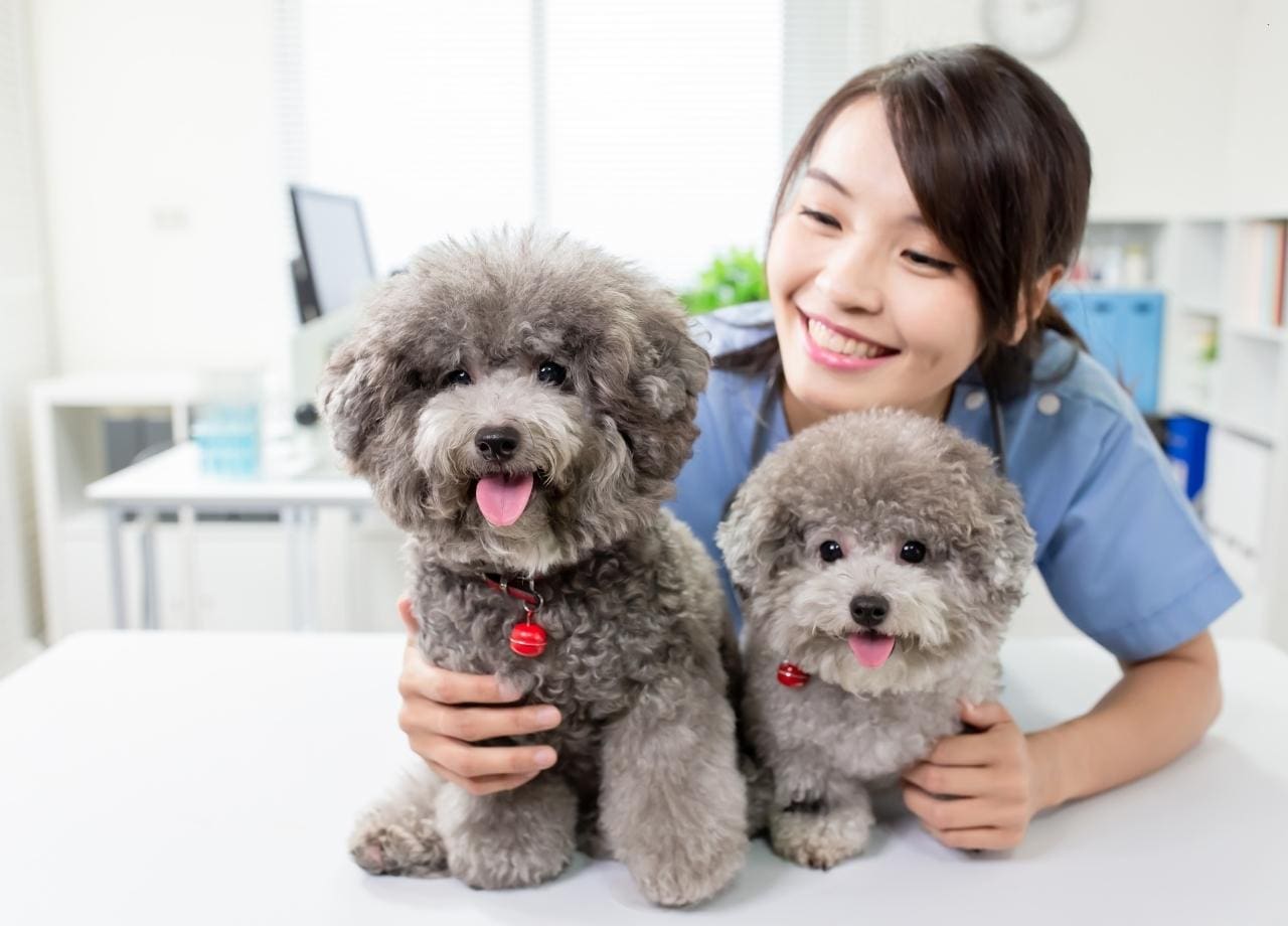 Puppy Boarding Services Virginia