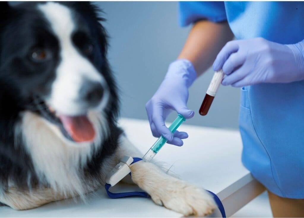What to Pack for Your Dog's Boarding Stay 2 What to Pack for Your Dog's Boarding Stay
