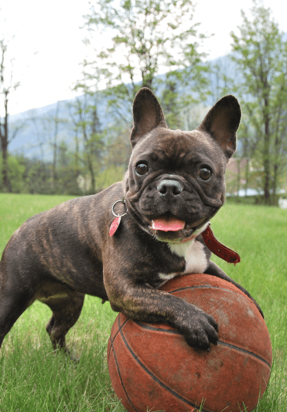 weekend dog daycare