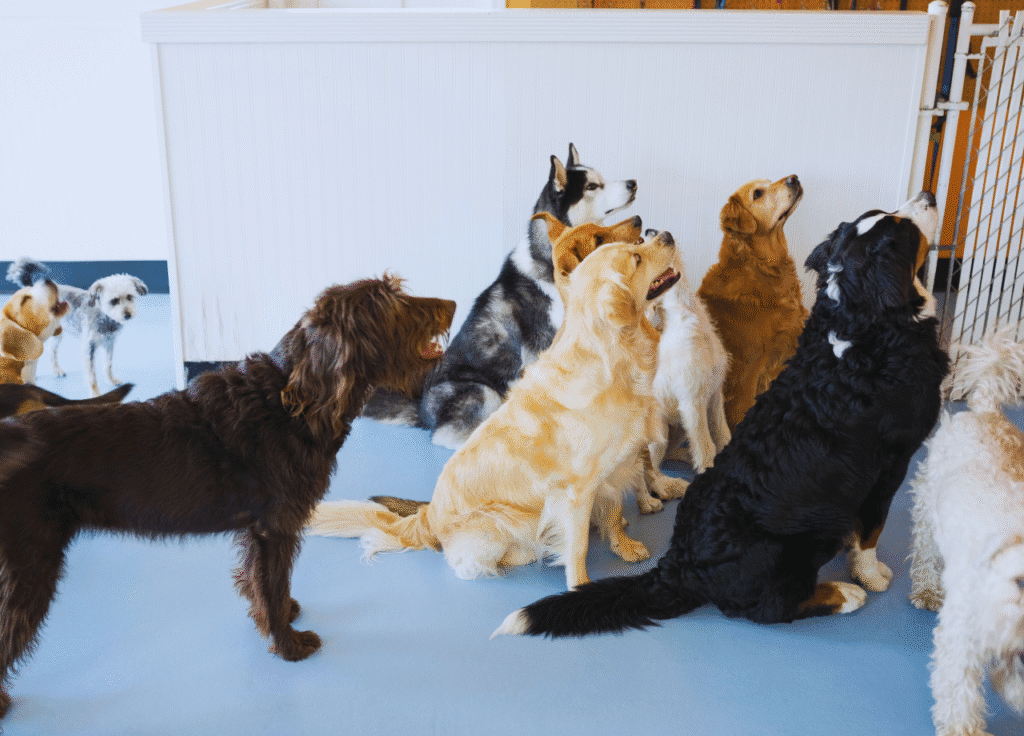 weekend dog daycare