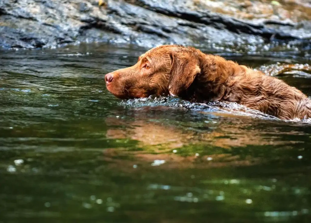 Dog Breeds That Excel at Dock Diving