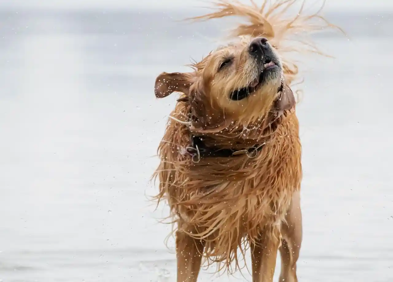 Dog Breeds That Excel at Dock Diving