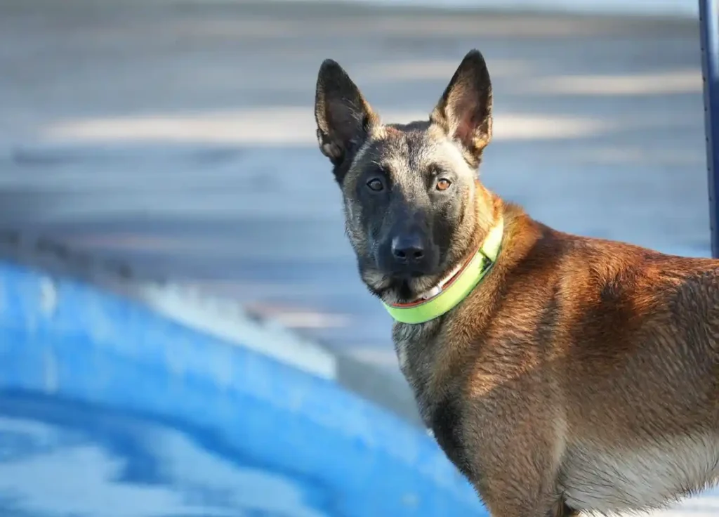 Benefits of Swimming for Senior Dog Joint Health