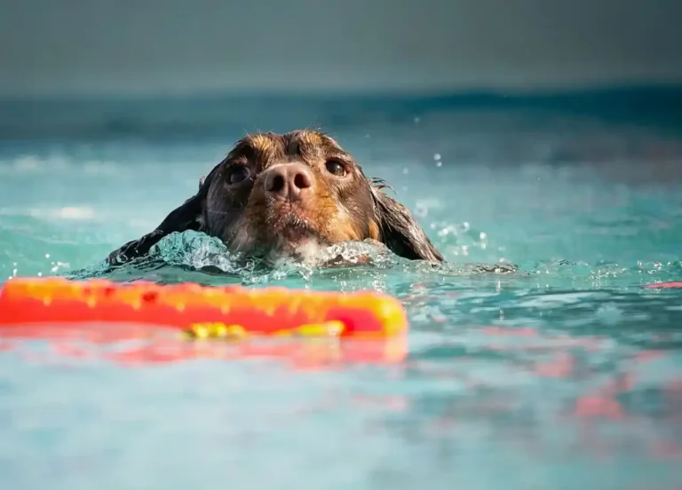 What to Expect at Your First Pool Pawty