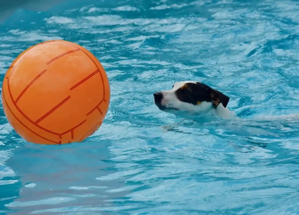 What to Expect at Your First “Pool Pawty”: A Guide for New Dog Owners 2 What to Expect at Your First Pool Pawty