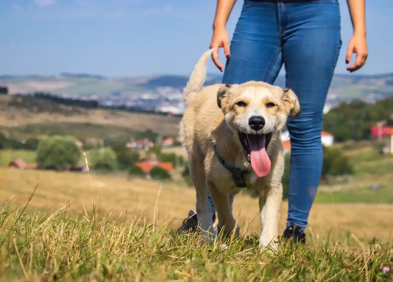 Pet Owner’s Guide to Trail Safety