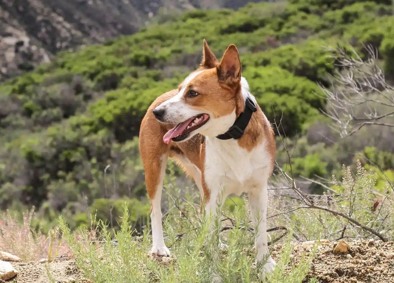 Dog-Friendly Hiking Trails Near Warrenton and Bealeton