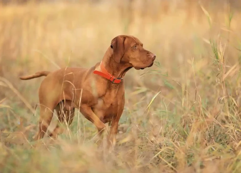 Dog-Friendly Parks in Culpeper and Warrenton