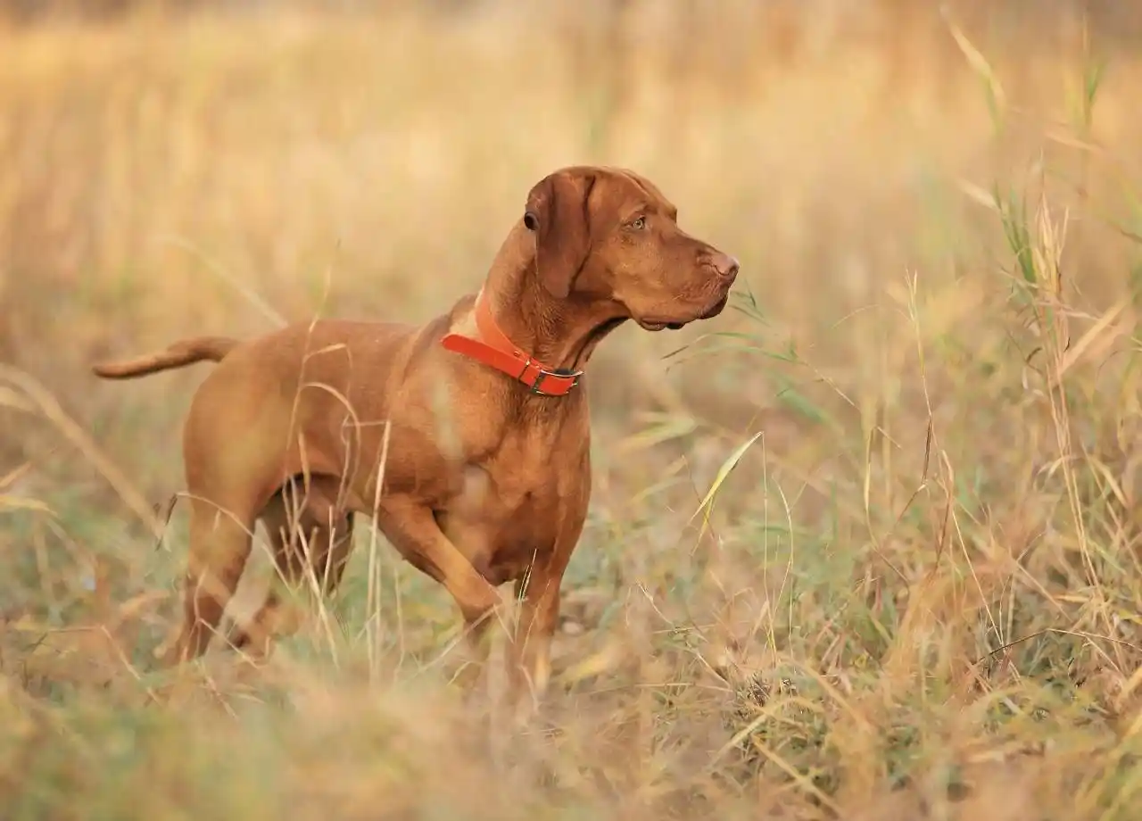 Dog-Friendly Parks in Culpeper and Warrenton