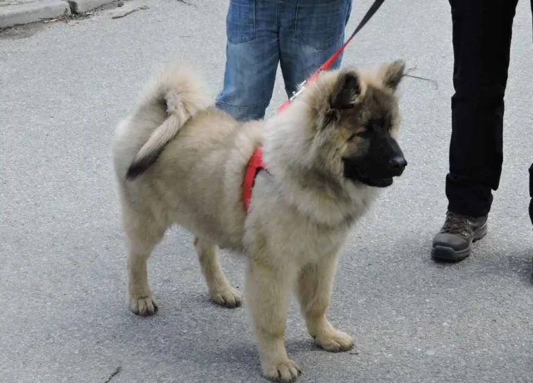 Help Your Dog Adjust to Boarding